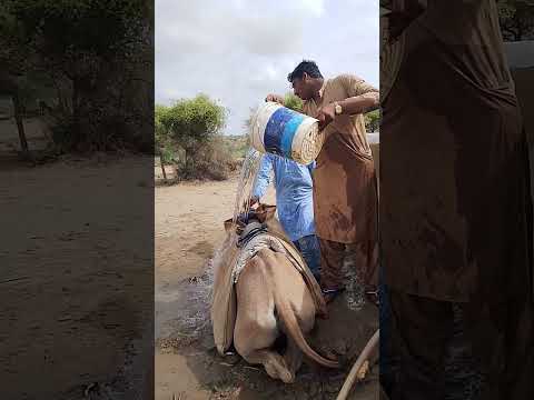 لا يزال التقليد القديم المتمثل في سكب الماء في قربة على الجمل حي ا في الصحراء