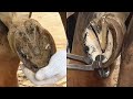 Farrier real shot, satisfactory trimming horseshoes technology!