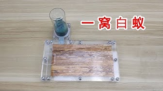 白蟻 Youtube 白蟻 Youtube