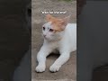 Boss Baby of the House #Shorts #ReelsIndia#CatShorts #FunnyShorts #DailyDoseOfCute