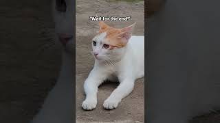 Boss Baby of the House ​#Shorts​ #ReelsIndia​#CatShorts​ #FunnyShorts​ #DailyDoseOfCute