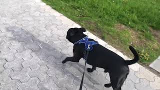 Zoomies in the sand | Odin the Staffordshire Bull terrier by Odin the Staffordshire Bull terrier 340 views 2 years ago 1 minute, 25 seconds