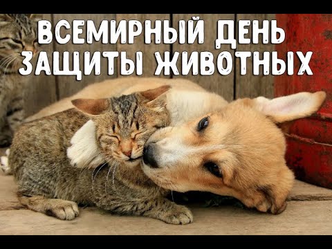 Красивое поздравление с всемирным днём животных 4 октября