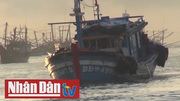 Ngư dân Quảng Ngãi nỗ lực vươn khơi bám biển