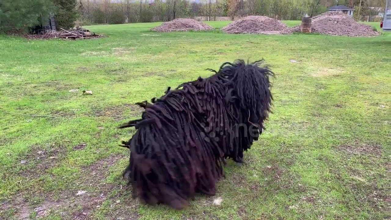 bizarre love triangle lyrics 'OMG that's a dog!' Man has hilarious reaction to a Puli pup