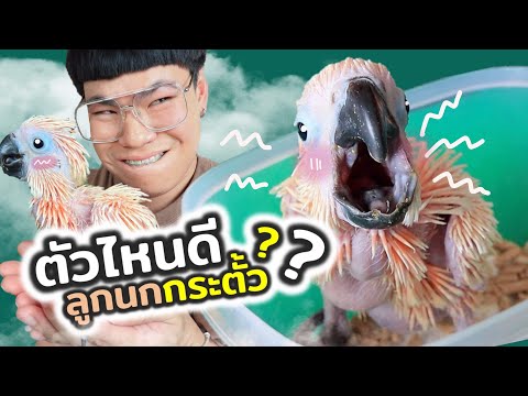 เลือกไม่ถูกเลย? ลูกนกกระตั้ว!!