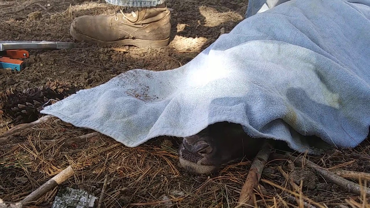 HOW AND WHY WE TAG DEER YouTube how-and-why-we-tag-deer-youtube