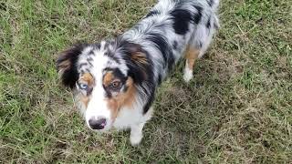 Houston dog training | 1 yr old Australian Shepherd, Chef by The Devoted Dog, LLC 198 views 4 years ago 5 minutes, 48 seconds