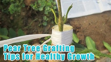 Pear Tree Grafting Tips for Healthy Growth