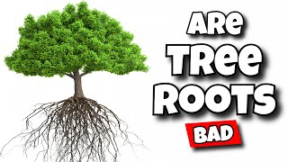 roots in septic tank drainfield