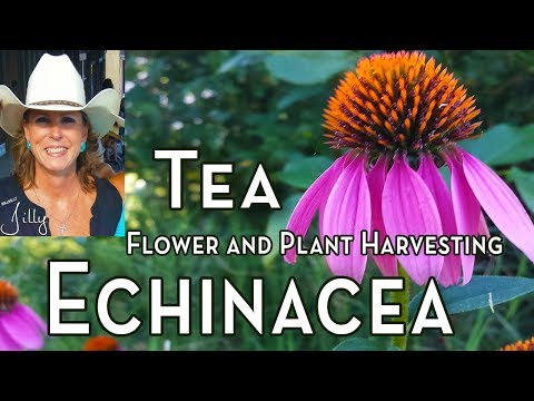 วีดีโอ: Echinacea Herbal Uses: เรียนรู้เกี่ยวกับการใช้ Coneflowers ในทางการแพทย์