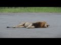 The Powerful Roar Of A Male Lion