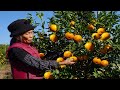 陳皮的新鮮做法，從採摘到烹飪，濃濃陳皮味，撲鼻而來 |Guangxi grandma uses orange peels to make Chinese food |  广西 美食 | 玉林阿婆