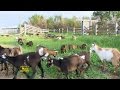Goat Cheese Farm