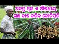 Most profitable ananta mula plant farming low investment heavy profit odia all plans explained