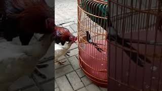 Story Wa Murai Batu Vs Ayam