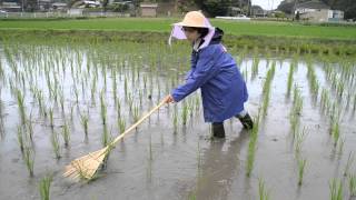 無農薬無肥料田んぼの熊手除草　　2014年6月5日　科学映像館