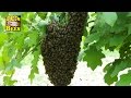 Honeybee swarm