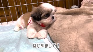 【シーズーの子犬】お迎え初日人の手が大好きマイペースな女の子