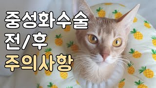 강아지와 고양이 중성화수술 전후에 주의해야 할 사항은?