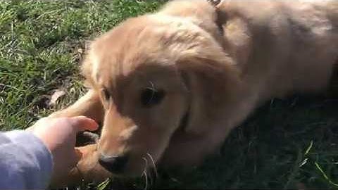 MSU Leader Dog Club and the Spartan Battalion