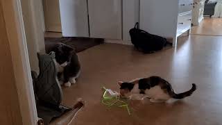 kattunge försöker locka Senior Pote till leken