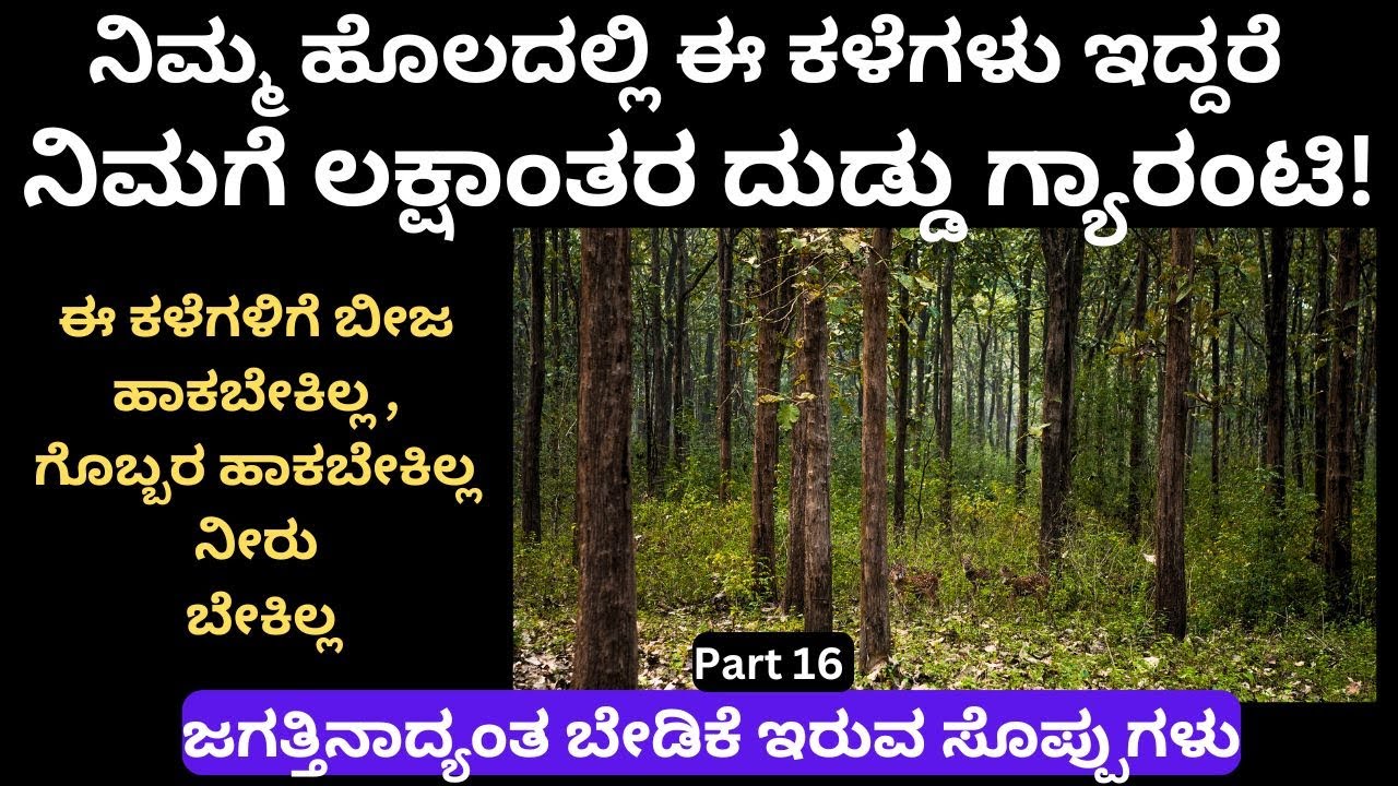 ಒಂದೇ ಕಳೆಗೆ ನೂರಾರು ಕಾಯಿಲೆಗಳು ವಾಸಿ!A single herb cures hundreds of diseases