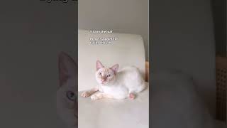 Which Is Your Favorite Gouda Pose?