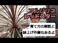 【コルジリネオーストラリス・レッドスター】の育て方と鉢上げ作業も公開！