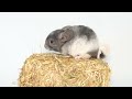 Funny chinchilla