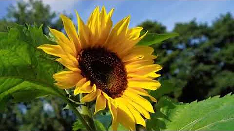 Evergreen Thai Song - Sabai Sabai สบาย สบาย with on-Screen Lyrics