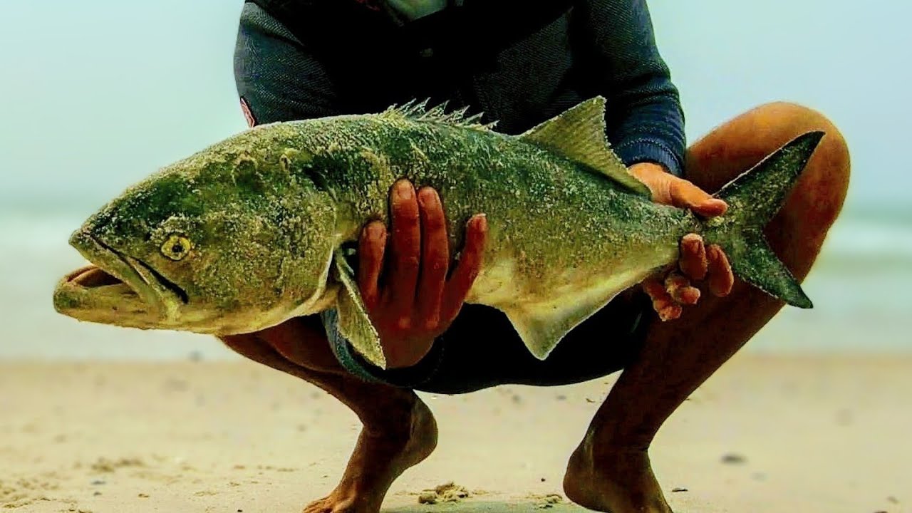 Surf Fishing for Bluefish, Long Island NY.