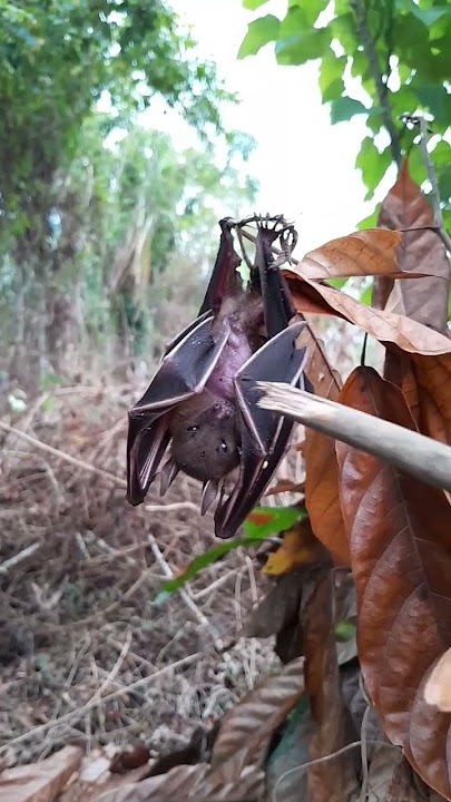 Suara kelelawar atau kalong!