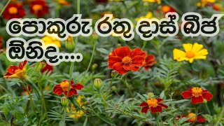 Red merigold flowers seeds රතු දාස් බීජ ඉල්ලපු ඔයාලට.. life with sula