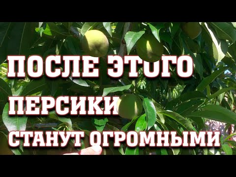 Видео: После этого персики станут огромными, вкусными и красивыми!!!