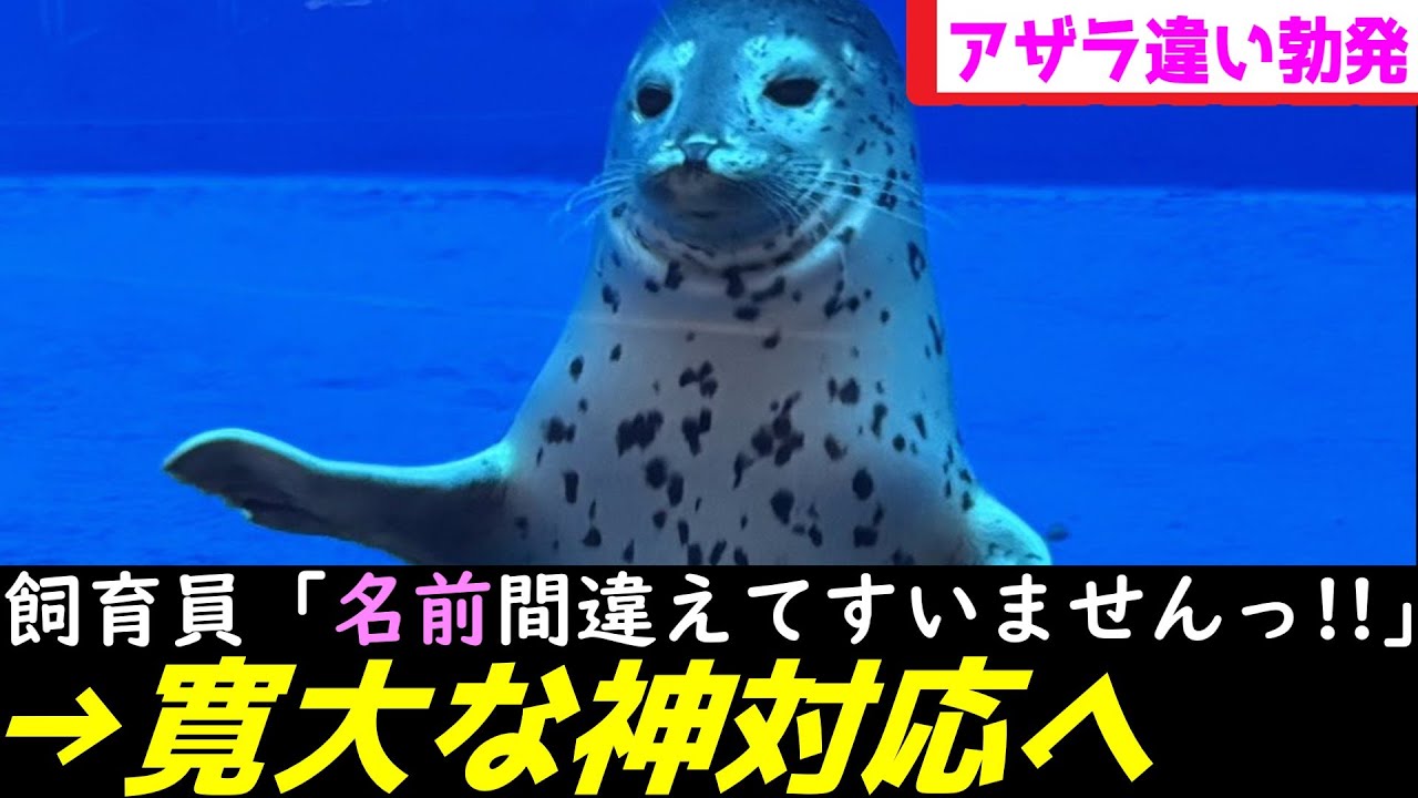 人違いアザラシ、神対応でバズりまくってしまうwww【上越市立水族博物館 うみがたり】