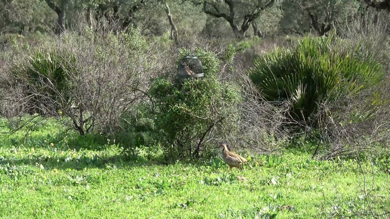 Perdiz con reclamo.24.Bini, se pone fuerte