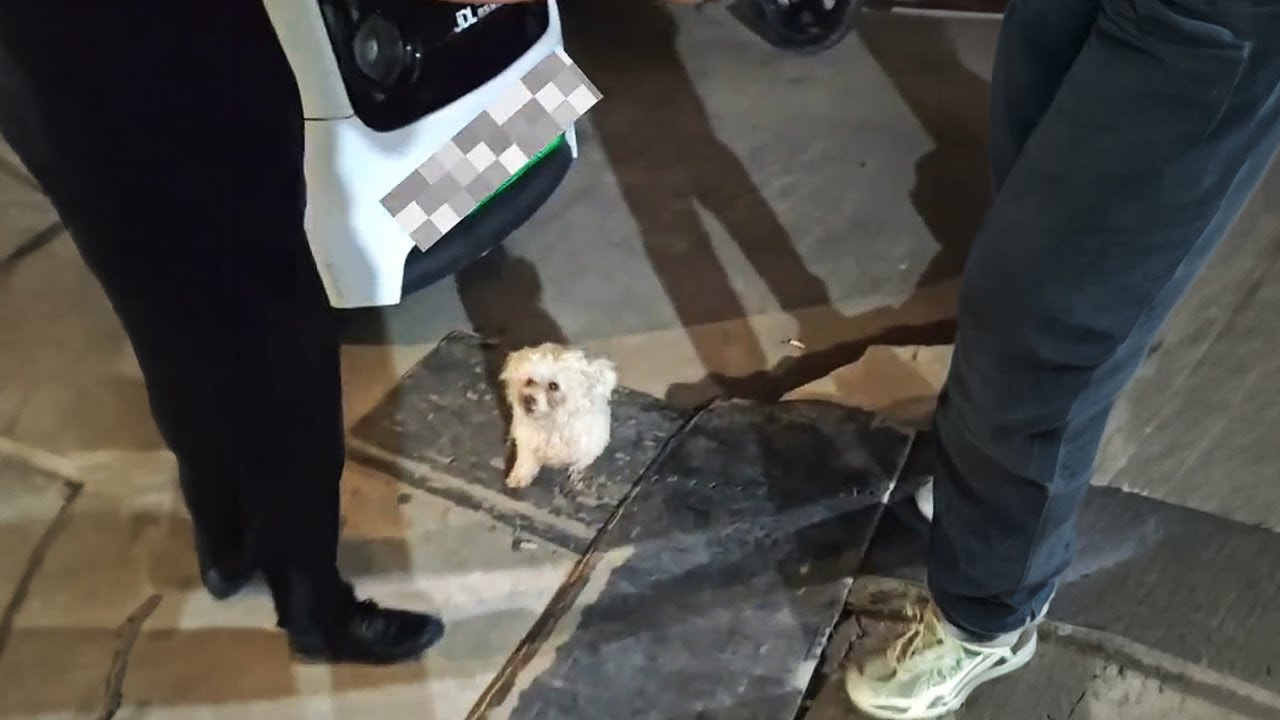 К работе мужа пришла бродячая собака и с мольбой просила еды