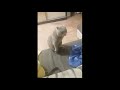 Кот и мужик выясняют чей диван (ссылка на видео в описании)