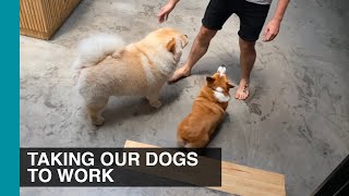 TAKING OUR DOGS TO WORK | Life With Crumpet The Corgi & Butter The Chow Chow by It's Ben Nguyen 1,649 views 3 years ago 9 minutes, 9 seconds