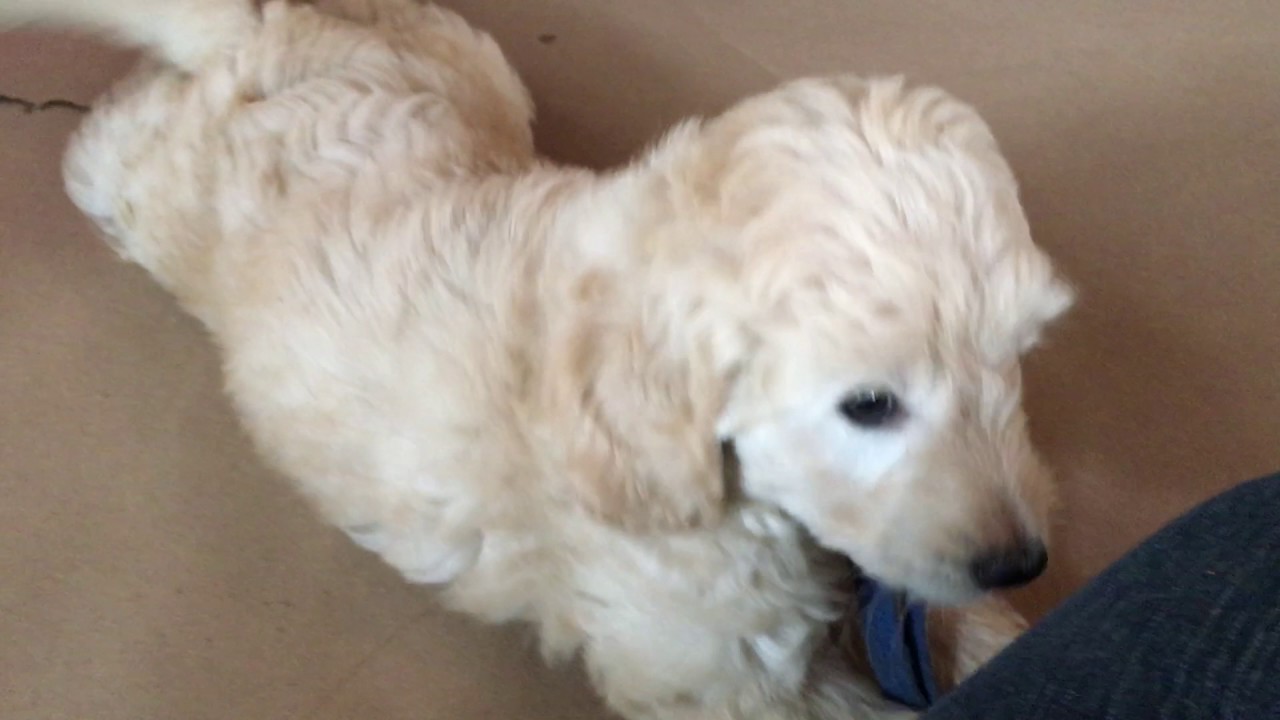 Mini Goldendoodle puppies 8 weeks old 