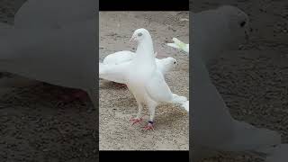 Top 4 white Tara male kabootar note for sale pigeon viral shorts