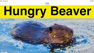 Watch A Beaver Gorge on Elm Seeds