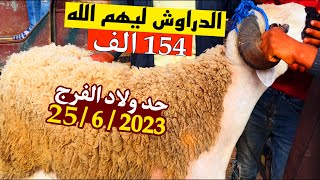 مباشرة اليوم من حد ولاد الفرج ثمن أكبر حولي صردي لعيد25|6|2023