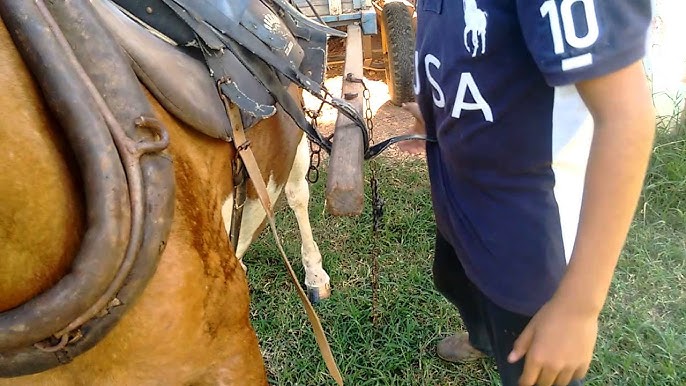 Cavalos de Rodeio ○ Treinamento da Pro Horse 