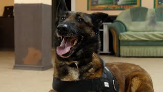 Подготовка Служебных Собак В Кинологическом Центре Вооруженных Сил