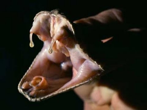 biteable Reptile News: 50,000 snake bite deaths per year?