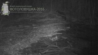 ID1635/Астраханский заповедник/Другие виды животных/Выдра ID1635/Астраханский заповедник/Другие виды животных/Выдра