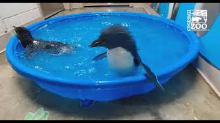 Rockhopper Penguin Chicks 1st Swim  Cincinnati Zoo