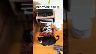 Аккуратнее Ковбой #Кот #Приколы #Мем #Угар